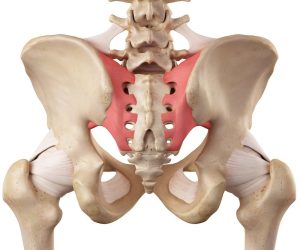medical accurate illustration of the sacroiliac ligament